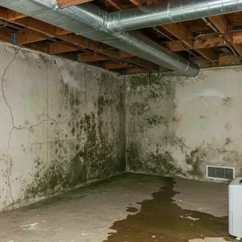 Professional Mold Removal in Oregon, IL